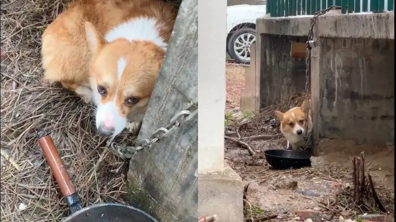 Chú chó Corgi bị xích ở cầu thang bộ mặc cho trời mưa rét, cô gái quyết định cứu và cho nó cuộc sống mới