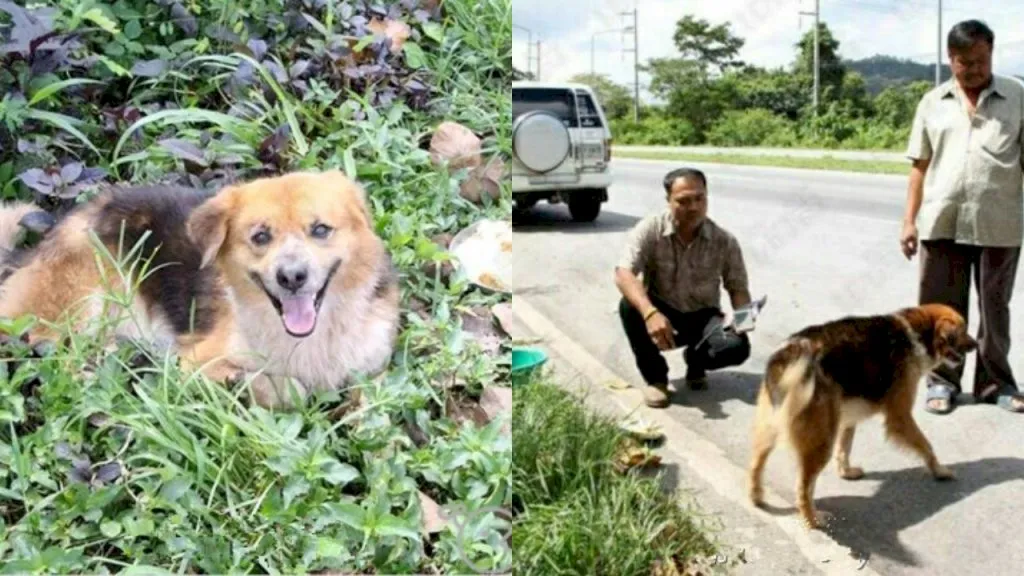 Chú chó đáng thương không may bị lạc suốt 7 tháng, chỉ nằm ven đường đợi chủ nhân trở lại