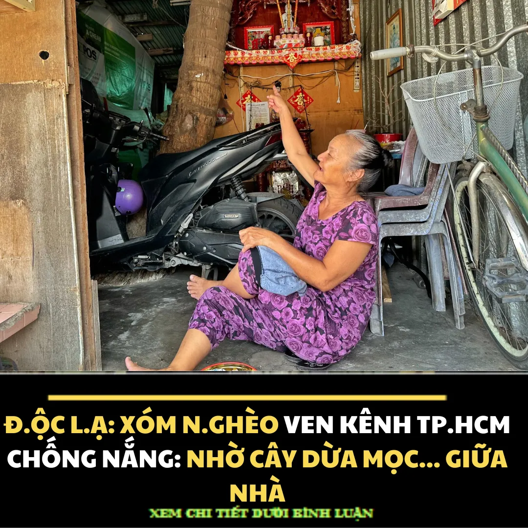 Đ:ỘC L:Ạ' XÓM NG.HÈO VEN KÊNH TP.HCM CHỐNG NẮNG: NHỜ CÂY DỪA MỌC... GIỮA NHÀ