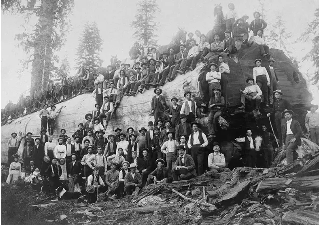 Vintage photos of the old-school lumberjacks who fell giant trees with axes, 1890-1935