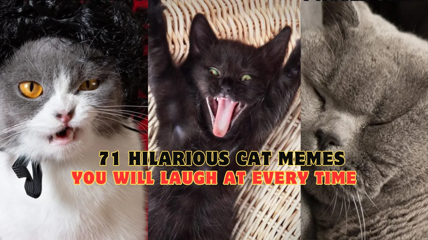 71 Hilarious Cat Memes You Will Laugh at Every Time