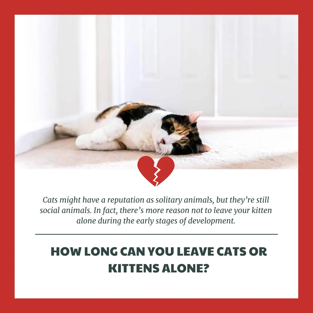How Long Can You Leave Cats or Kittens Alone?