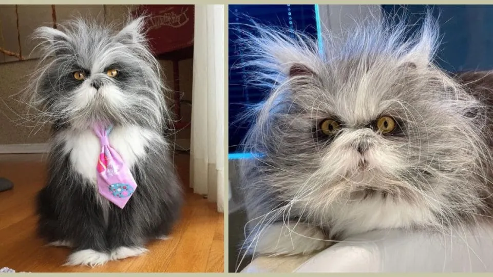 This Hairy Cat Has a Disorder That Makes Him Look Like an Adorable Werewolf