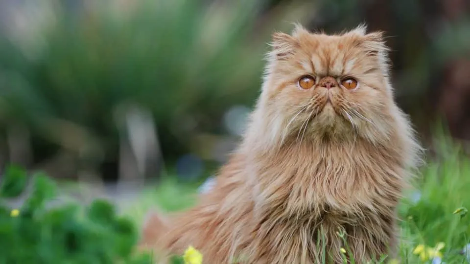 6 Facts You Probably Didn’t Know About Persian Cats