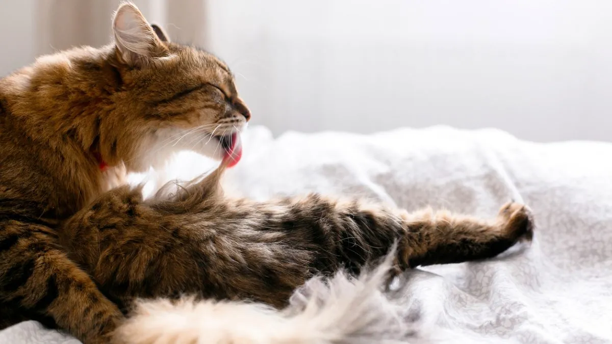 What to Do When Your Cat Is Overgrooming