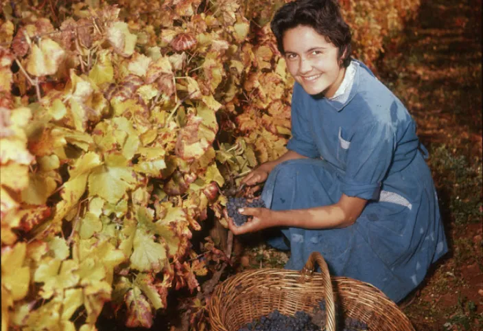 Vinification : Des photographies en couleur magnifiques capturent le processus de transformation des raisins en vin en Bourgogne, 1958 _ frhistoire
