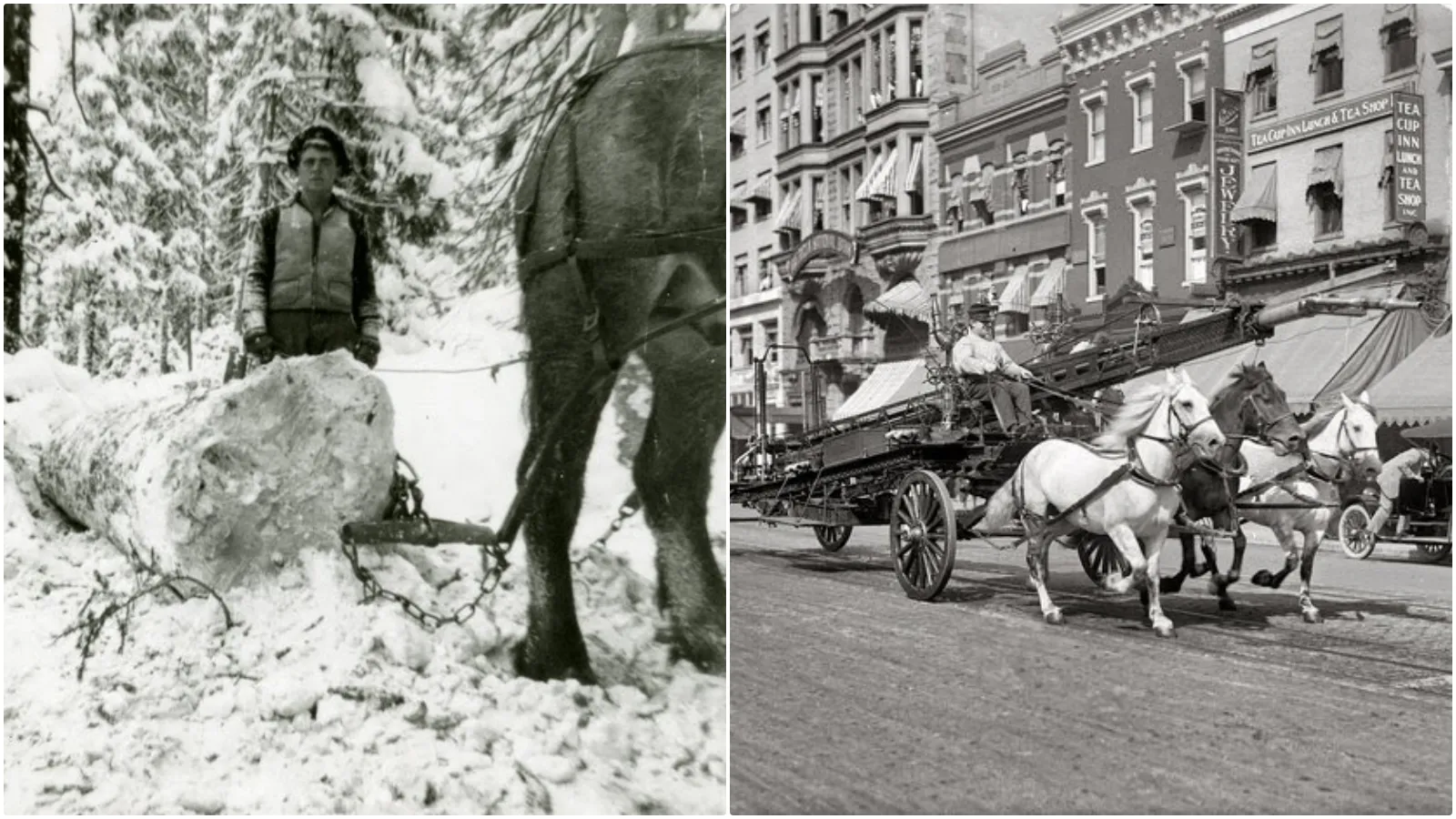 20 Timeless Photos Showcasing the Workhorses of the Early 20th Century