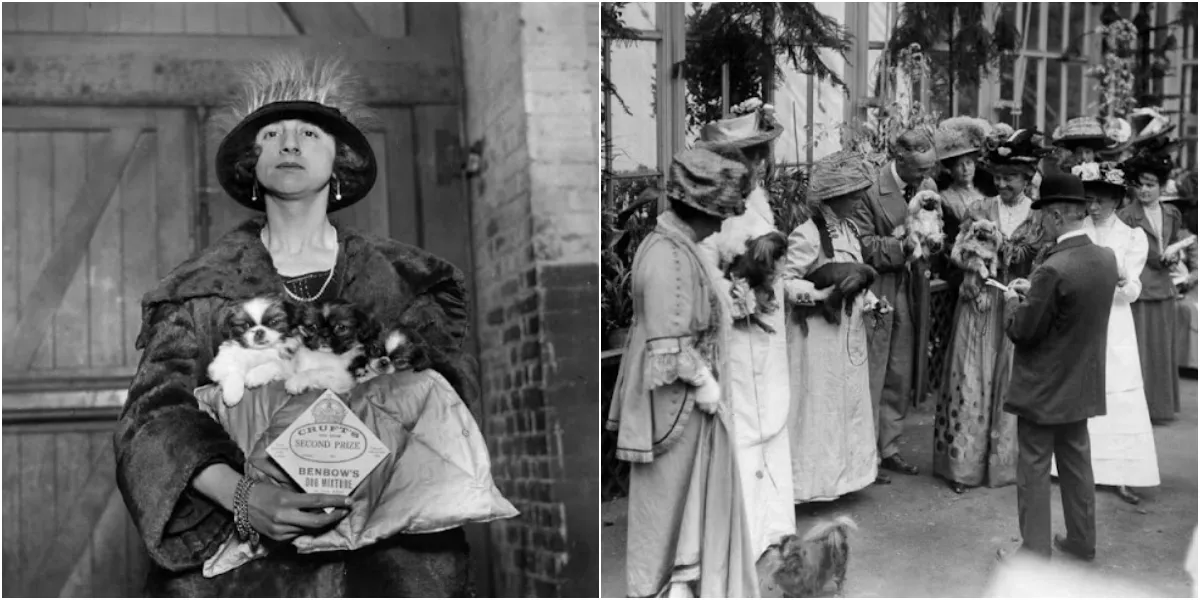 22 Lovely Photos That Capture Vintage Dog Shows in the Early 20th Century