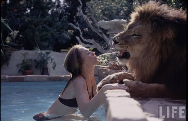 Incredible Photographs Capture Teenager Melanie Griffith and Her Family Hanging Out With Their 'Pet' Lion in 1971