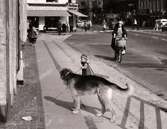 Das schöne Leben eines deutschen Hundes in den 1970er Jahren durch reizende Fotos