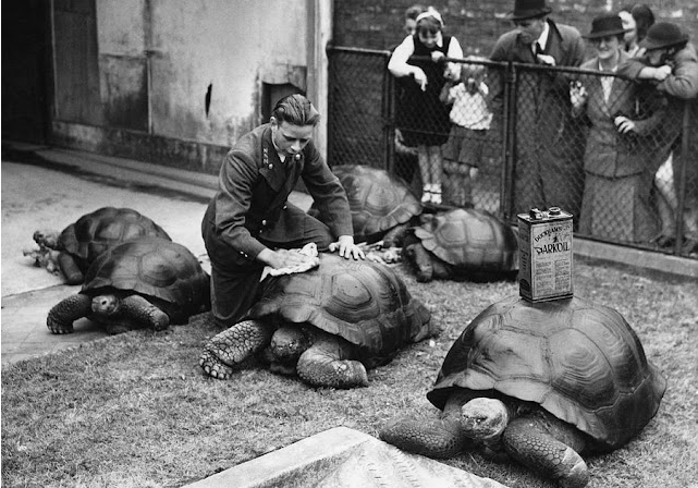 18 Interesting and Funny Vintage Photographs of London Zoo in the 1930s