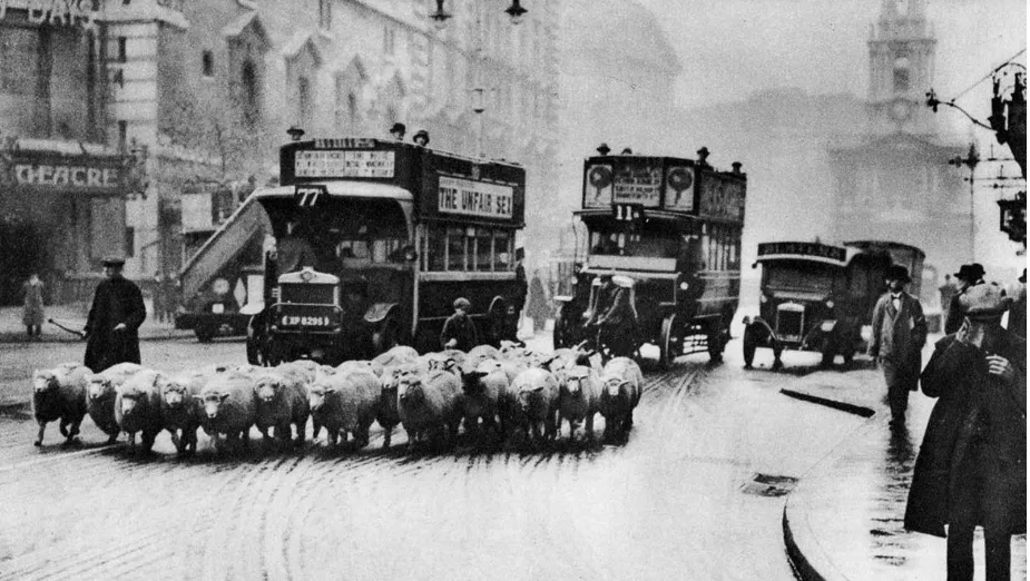 When London parks used sheep as natural lawnmowers, 1926-1938