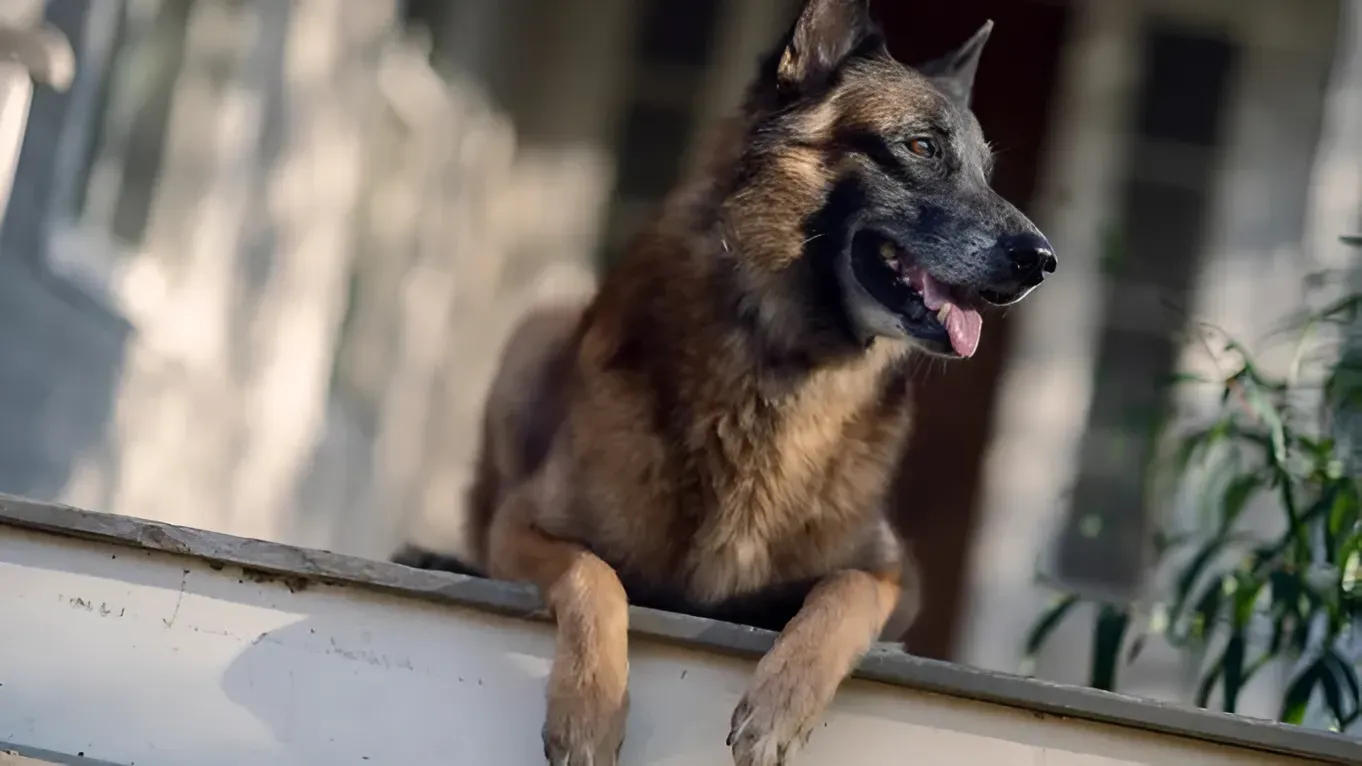 Seven, ‘The Walking Dead’ Dog, Dies; Norman Reedus, Melissa McBride, More Pay Tribute