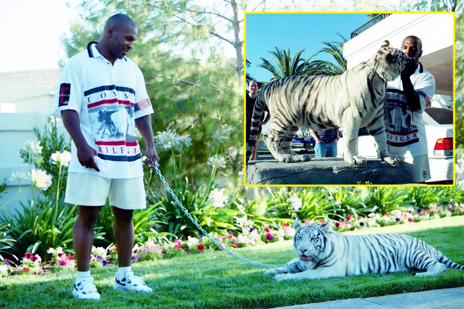 Mike Tyson paid $50,000 each for his famous pet tigers and kept them until one ‘ripped someone’s arm off’ and cost him $250,000 in compensation