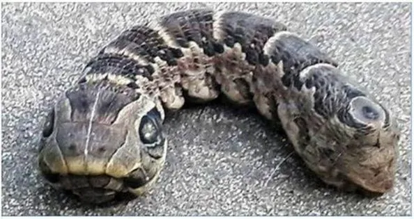 P4. What on Earth is this? Woman discovers creepy ‘snake’ with two heads in her garden P4. What on Earth is this? Woman discovers creepy ‘snake’ with two heads in her garden