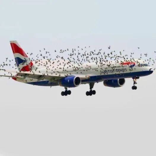 When The Pilot Realized Why The Birds Were Flying Next to The Plane, He Began To Cry… Read more in the comments