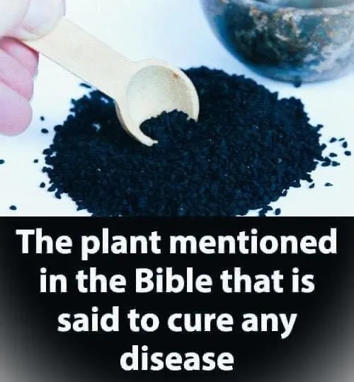 The plant mentioned in the Bible and in the Koran that is said to cure any disease