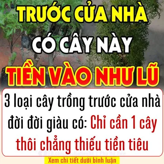 3 lσα̣i cây trồng trước cửa nhà nào nhà đó ᵭσ̛̀i ᵭσ̛̀i giàu có: Ƈɦỉ cần 1 cây thôi chẳng thiếu t.iền ᴛiêυ