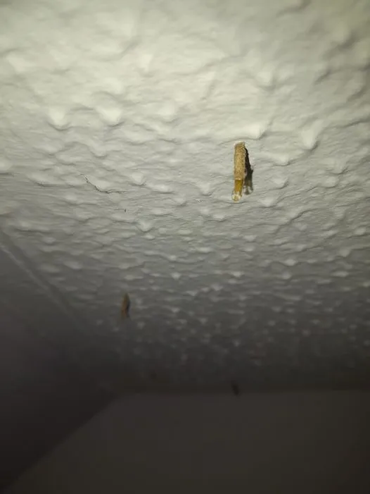 Deal With Unwanted Guests: How to Identify and Rid Your Home of Ceiling Creepers