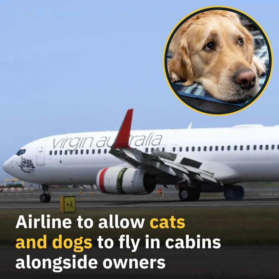 3. Airlines That Will Allow Dogs and Cats in The Cabin