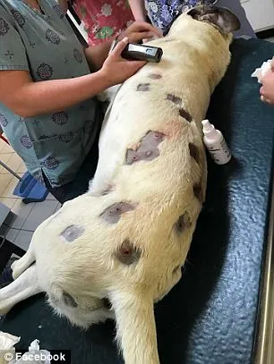 She Believed The Dog Had Numerous Bites, But The Doctor Examined It More Closely And Called The Police