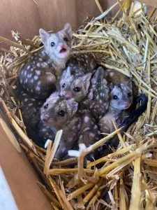 F. A Group finds unusually spiky creatures in nest – takes a closer look and jaws drop when they realize what kind of animals they are