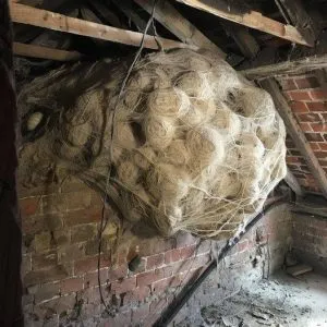 P1. Man Thinks He Found “Hornets” Nest In Attic – Turns Pale When He Realizes What’s Inside