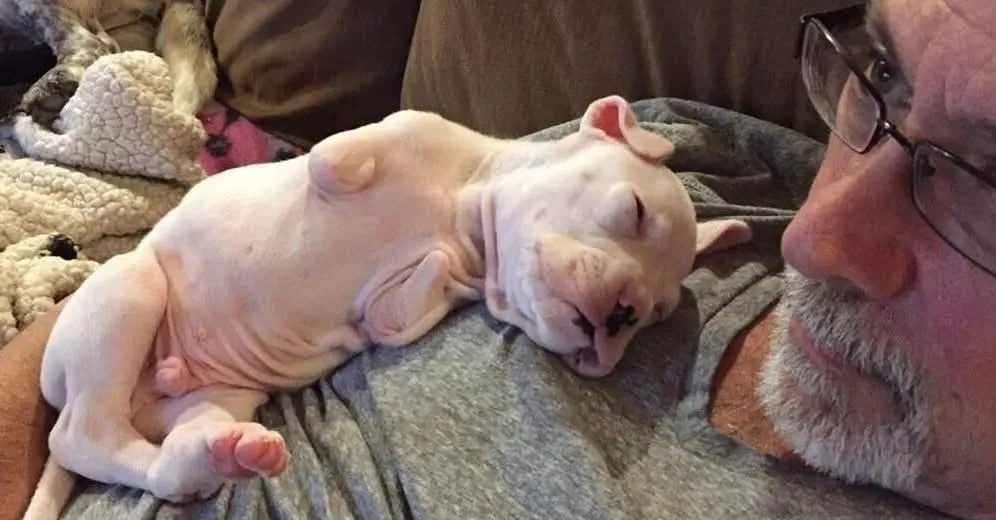 DG. Foster dad refuses to euthanize puppy born without front legs, gives him a second chance