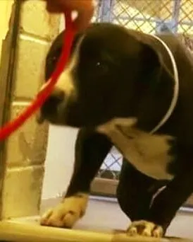 DG. Shelter dog confused when they give him red leash, then camera captures moment he realizes he's going home