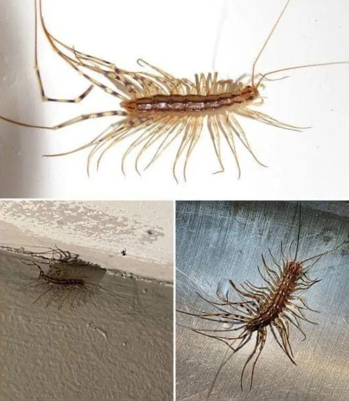 5. If you come across a house centipede inside your home, it is advisable not to kill it S2