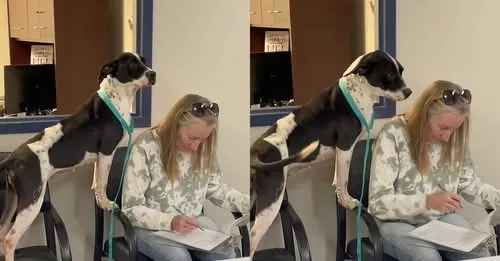 DG. Shelter dog has the most adorable reaction as her new mom signs adoption papers