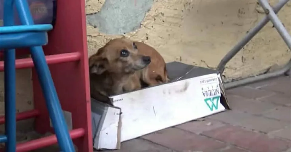 DG. Abandoned puppy lives in shoebox – weeks later, rescuers lift her up and make horrific discovery