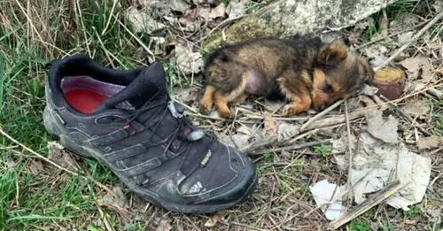 DG. Man rescues stray puppy who was found living in an old shoe