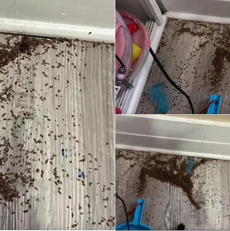 Mother asks internet for help after finding mysterious piles of ‘brown bits’ in daughter’s bedroom