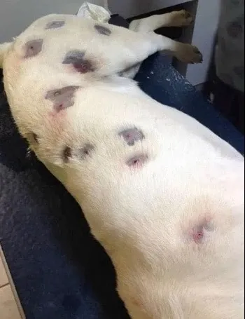 DG. Horrified woman finds dog covered in odd marks, rushes to vet for answers