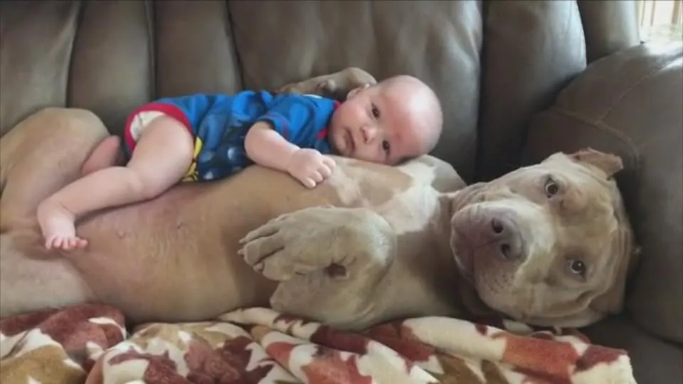 DG. Dad defends pit bulls after being criticized for letting them nap with his baby