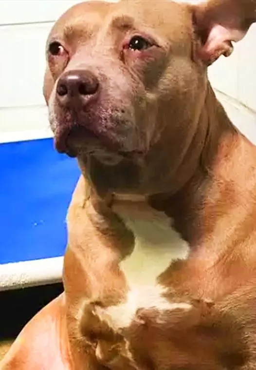 DG. Depressed pit bull filmed ”crying” at shelter after being used for breeding then dumped alone