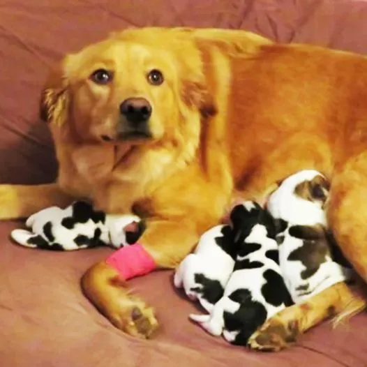 DG. Owner shakes her head when dog gives birth to ”baby cows” – looks closer and realizes the unexplainable