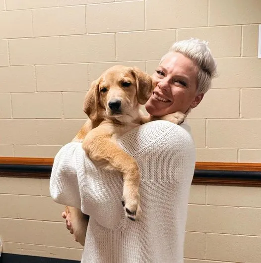 DG. Pink fostered a shelter puppy on tour to find him a home — she ended up adopting him herself