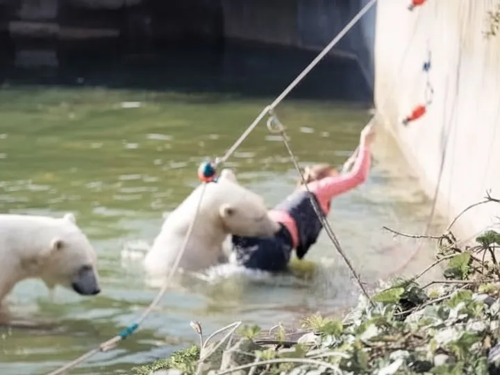 Polar bear attacks woman who jumped into enclosure at Berlin Zoo