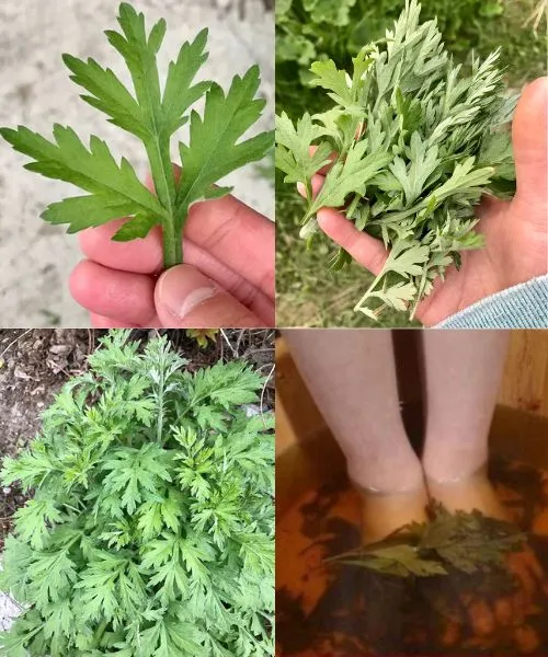 5. Mugwort: The Overlooked Herb with Potent Medicinal Benefits