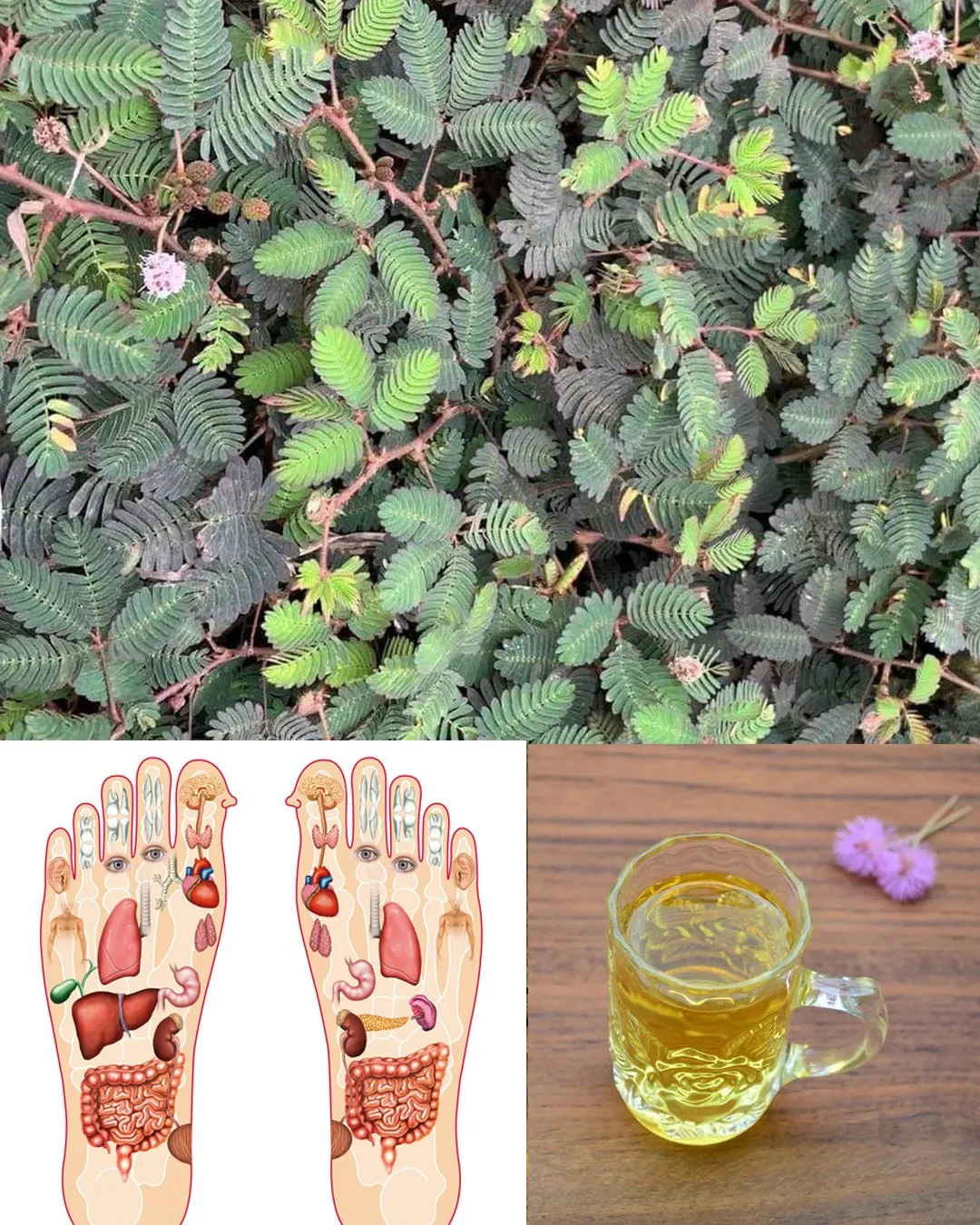 5. The Healing Power of Mimosa Pudica: 10 Health Benefits and How to Use This Amazing Plant