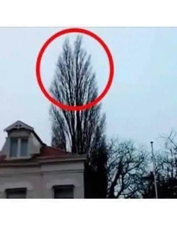 9. He was just filming a tree. But at 0:18 something happened that he will remember for a long time!