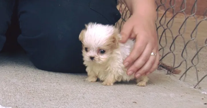 DG. Puppy was saved from cruel breeder – try not to cry when you sees his new friend