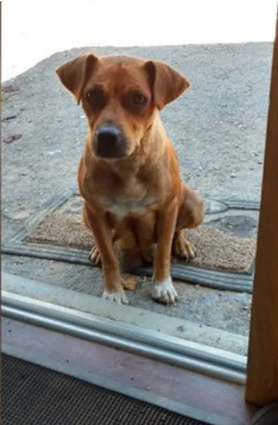 DG. Lonely dog sees group of men at bachelor party and asks for their help