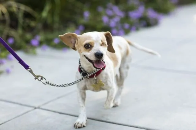 9. Woman leaves boyfriend’s dog at shelter while he was at work