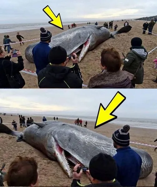 P1. What They Found in the Stomach of This Sperm Whale Shocked the Entire World! It’s Hard to Believe!