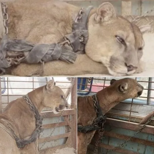 A lion from the circus was confined for a period of 20 years. Witness his response upon being set free. A lion from the circus was confined for a period of 20 years. Witness his response upon being set free.