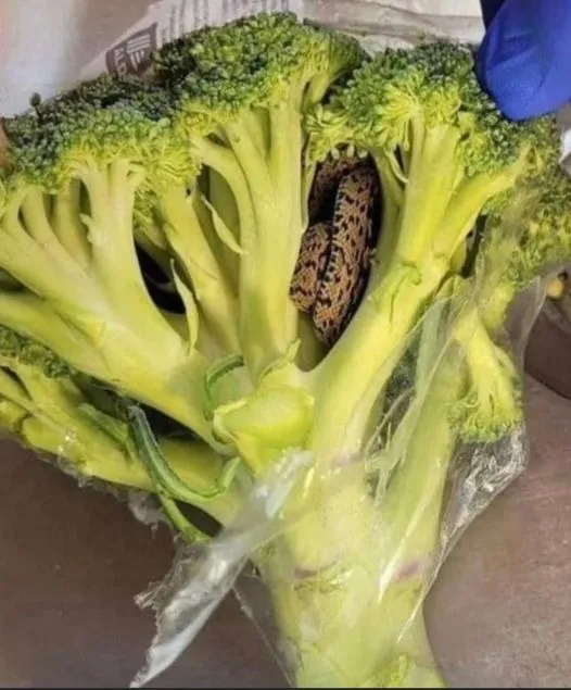 A shocking discovery: there was a snake in the broccoli. Makes people scared and interested A shocking discovery: there was a snake in the broccoli. Makes people scared and interested