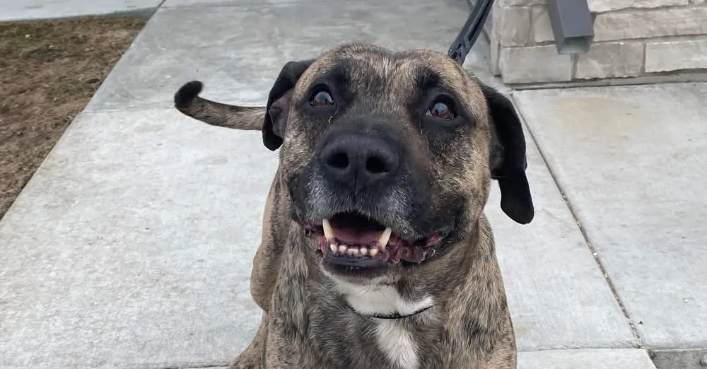 DG. "Sweet old man" dog finally adopted after more than 500 days in shelter — congrats